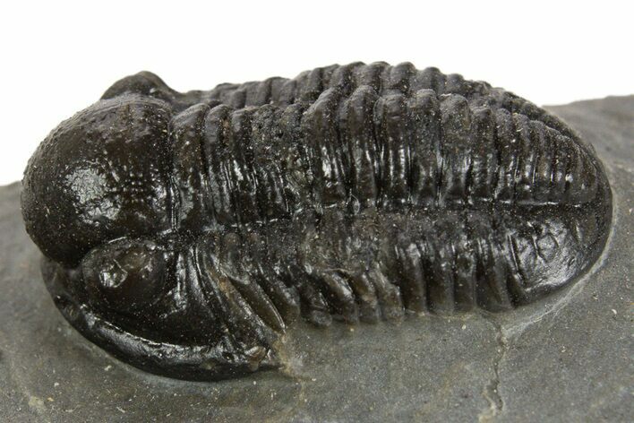 Detailed Proetid (Gerastos) Trilobite Fossil - Morocco #340247